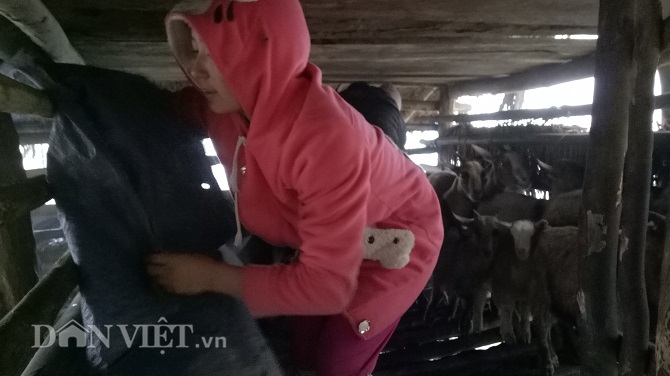 Chùm ảnh: Người dân Tây Bắc nhường áo rét mặc cho gia súc giữ ấm